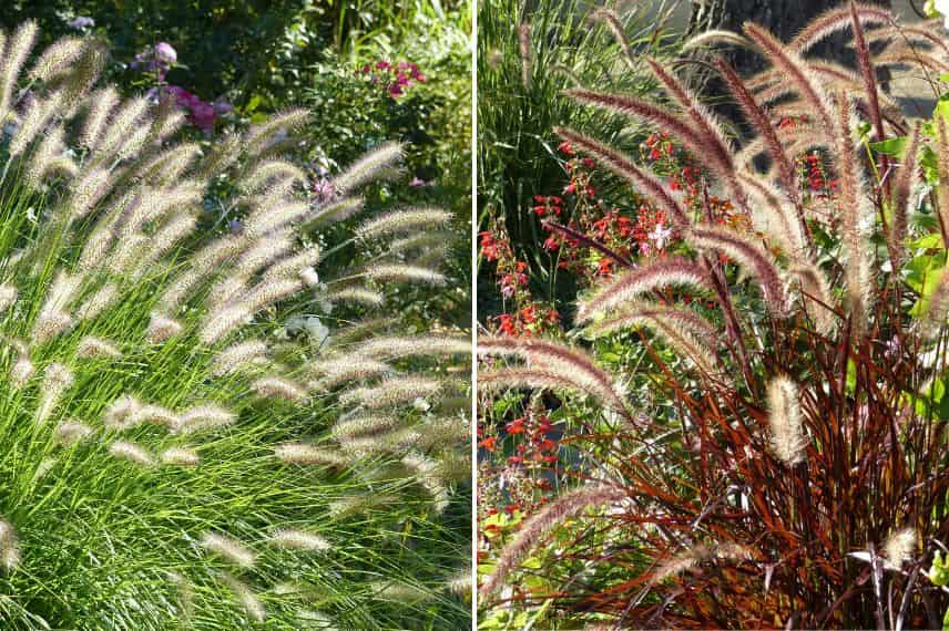 Pennisetum ou herbes aux écouvillons