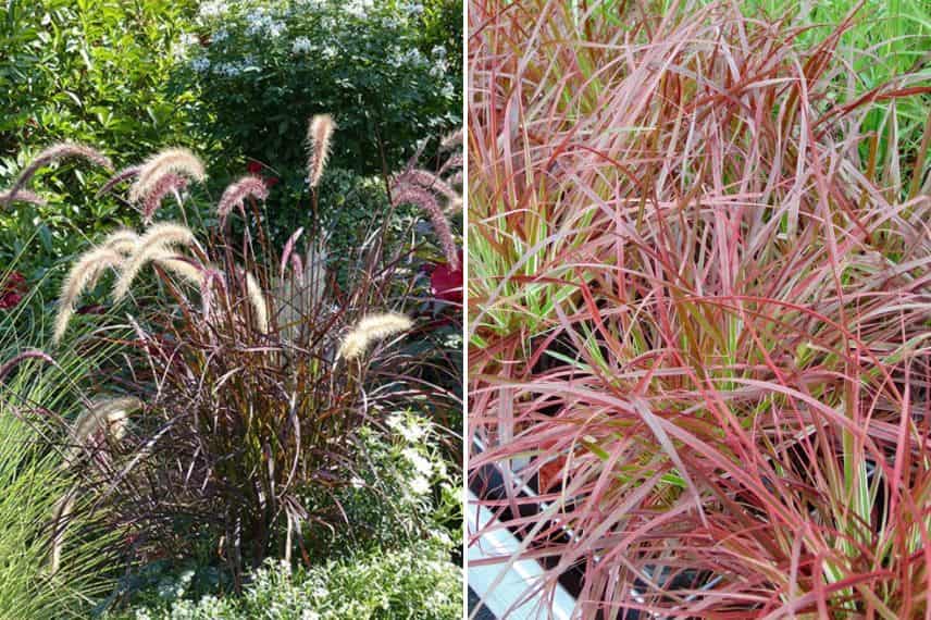 Pennisetum setaceum ‘Rubrum’ et Pennisetum setaceum 'Fireworks'