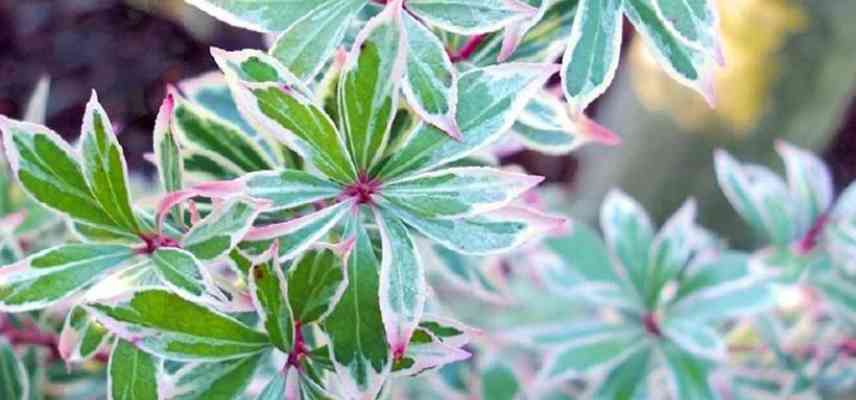 pieris petit nain pour balcon