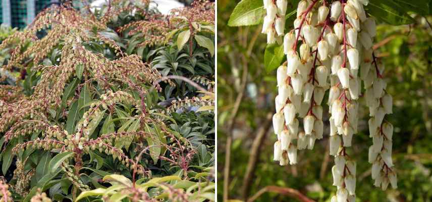 andromede fleurs blanches pot bac