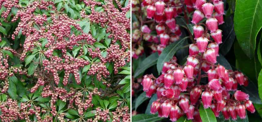 andromede Valley valentine, pieris pour pot