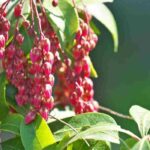 Andromède du Japon - Pieris : 6 variétés à planter en pot