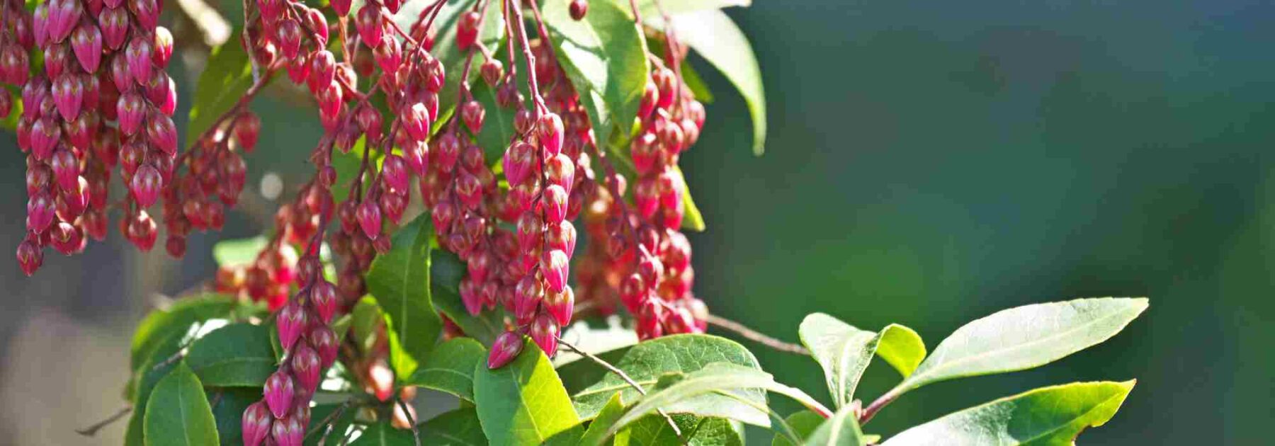 Andromède du Japon - Pieris : 6 variétés à planter en pot