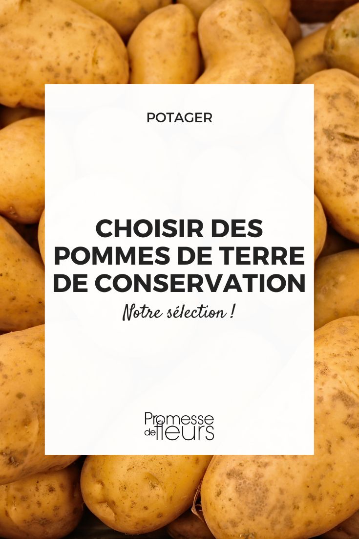 choisir ses pommes de terre tardives