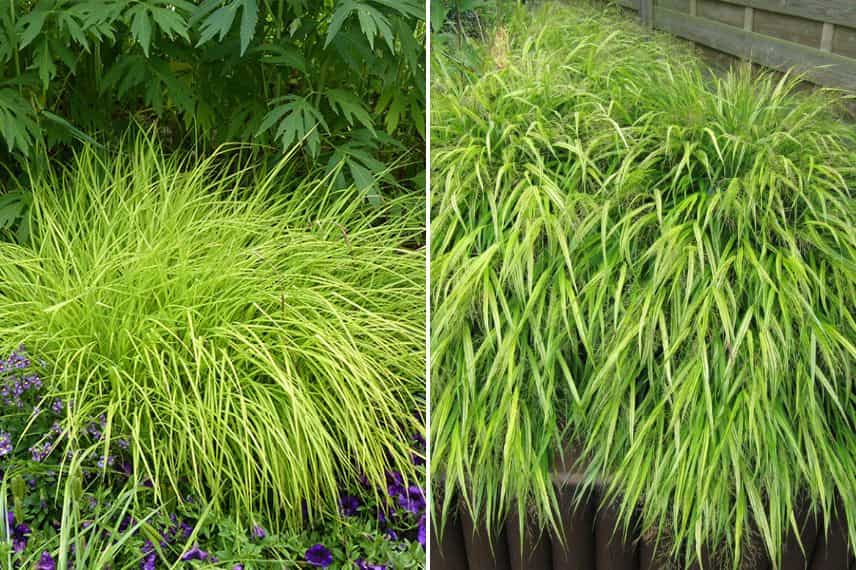 Laîche dorée 'Aurea' et Hakonechloa macra 'Aureola'