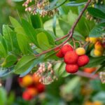 Pourquoi mon arbousier ne donne pas de fruits ?