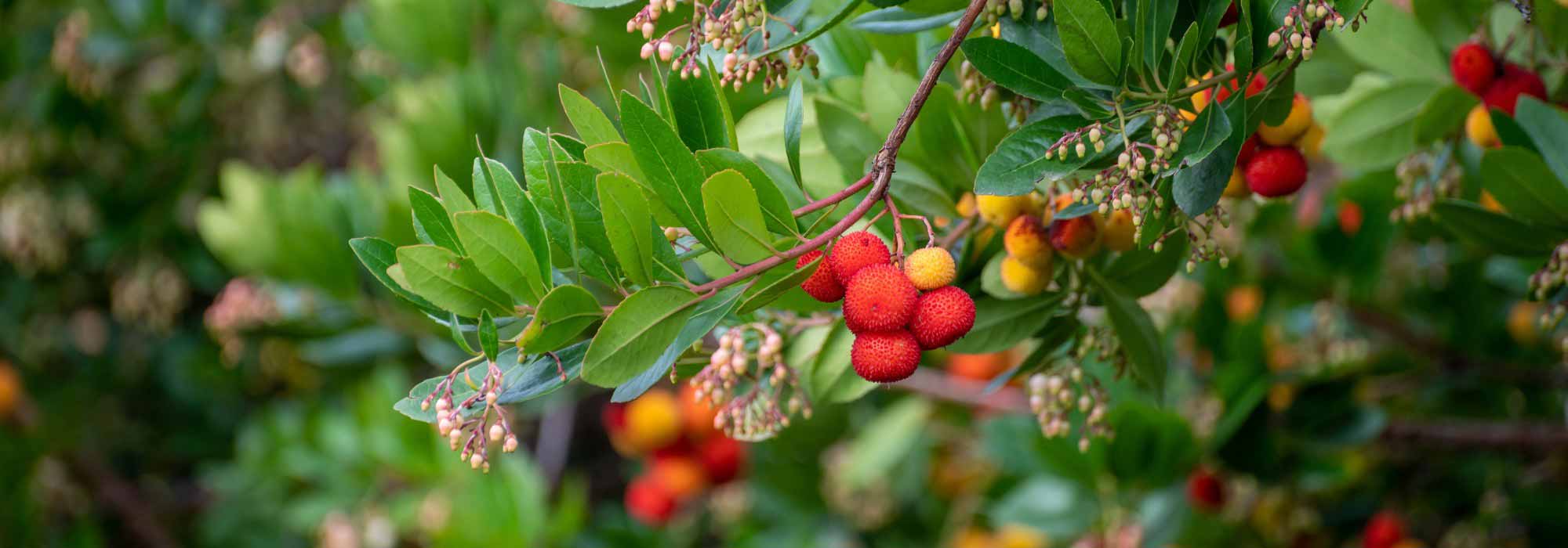 Pourquoi mon arbousier ne donne pas de fruits ?