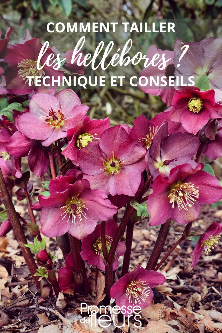 hellebores