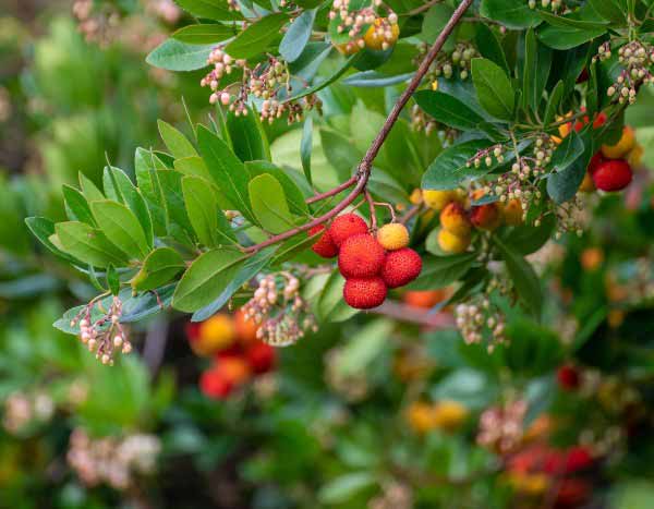 Arbousier : comment récolter et utiliser ses fruits en cuisine ?