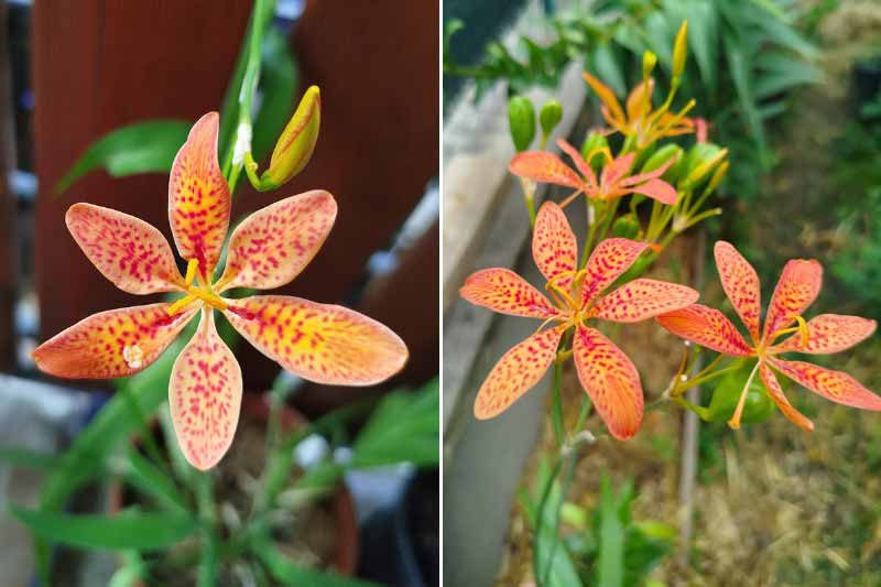 Les fleurs de l'Iris tigré, Belamcanda chinensis