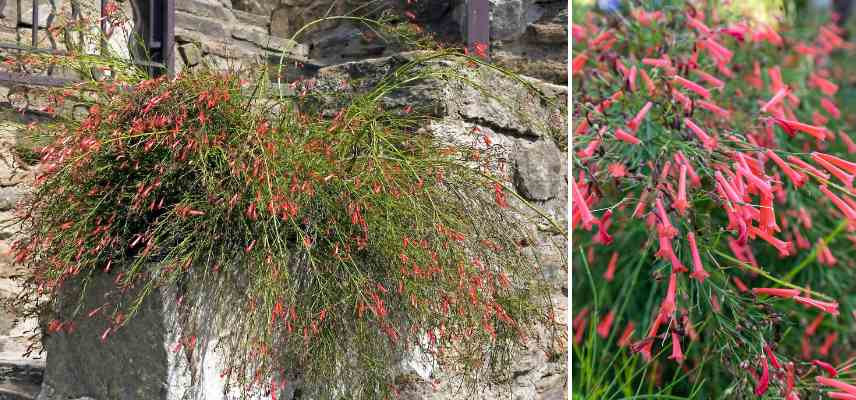 vivaces croissance rapide pour balcon terrasse pot