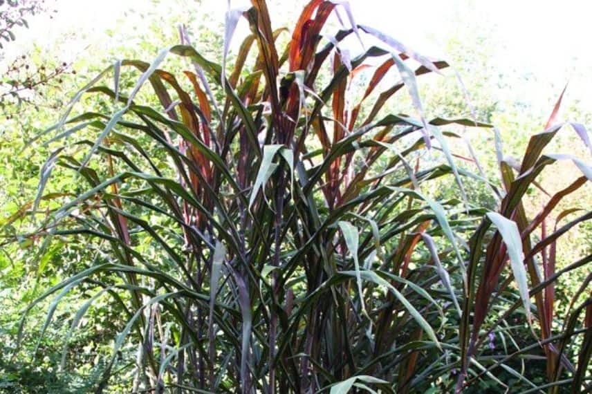 canne à sucre pourpre