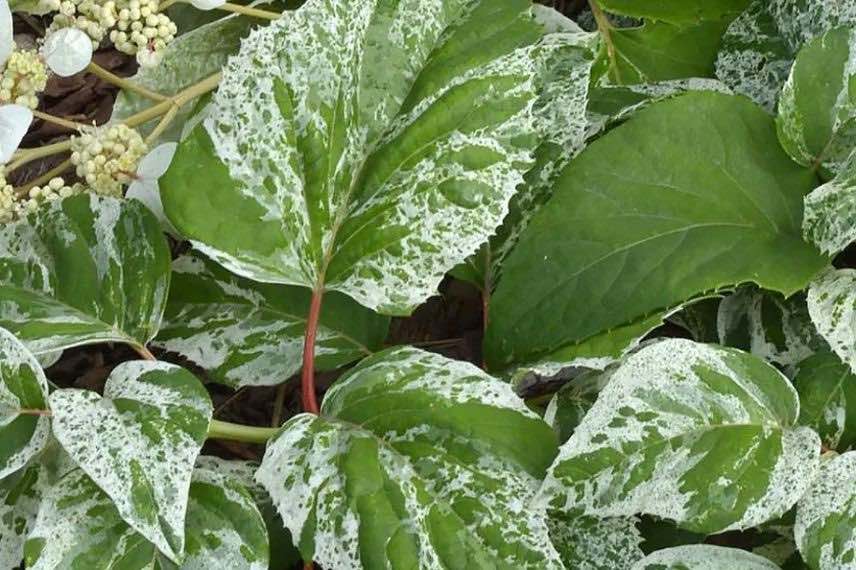 feuillage panaché d'hortensia grimpant