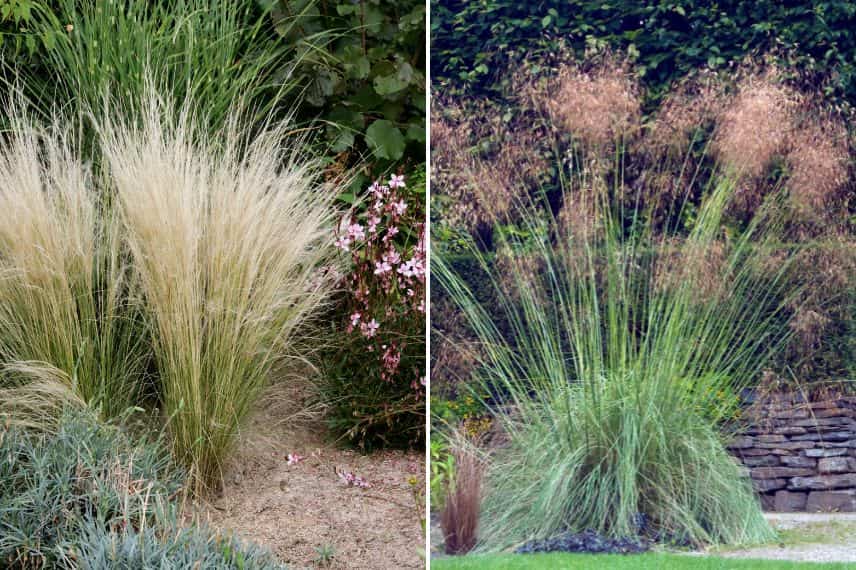 deux stipa au jardin