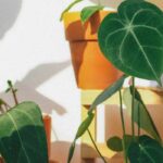 Nos conseils pour entretenir un Alocasia en intérieur au fil des saisons