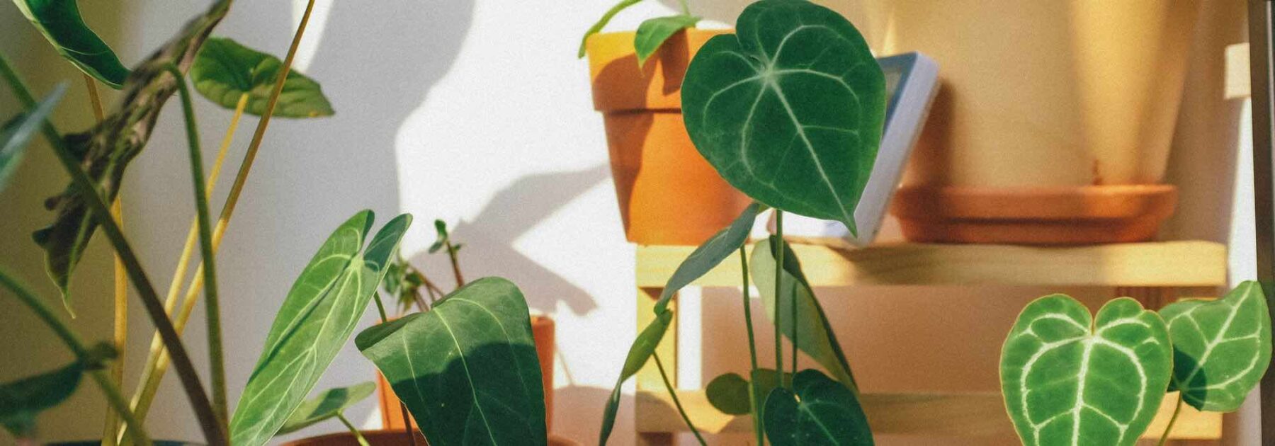 Nos conseils pour entretenir un Alocasia en intérieur au fil des saisons