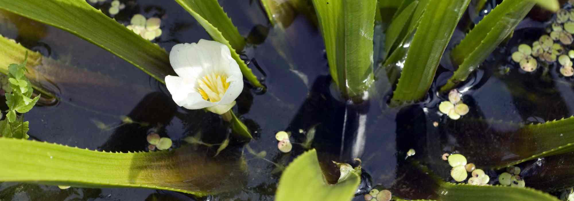 Aloès d'eau - Stratiotes aloïdes : planter et cultiver