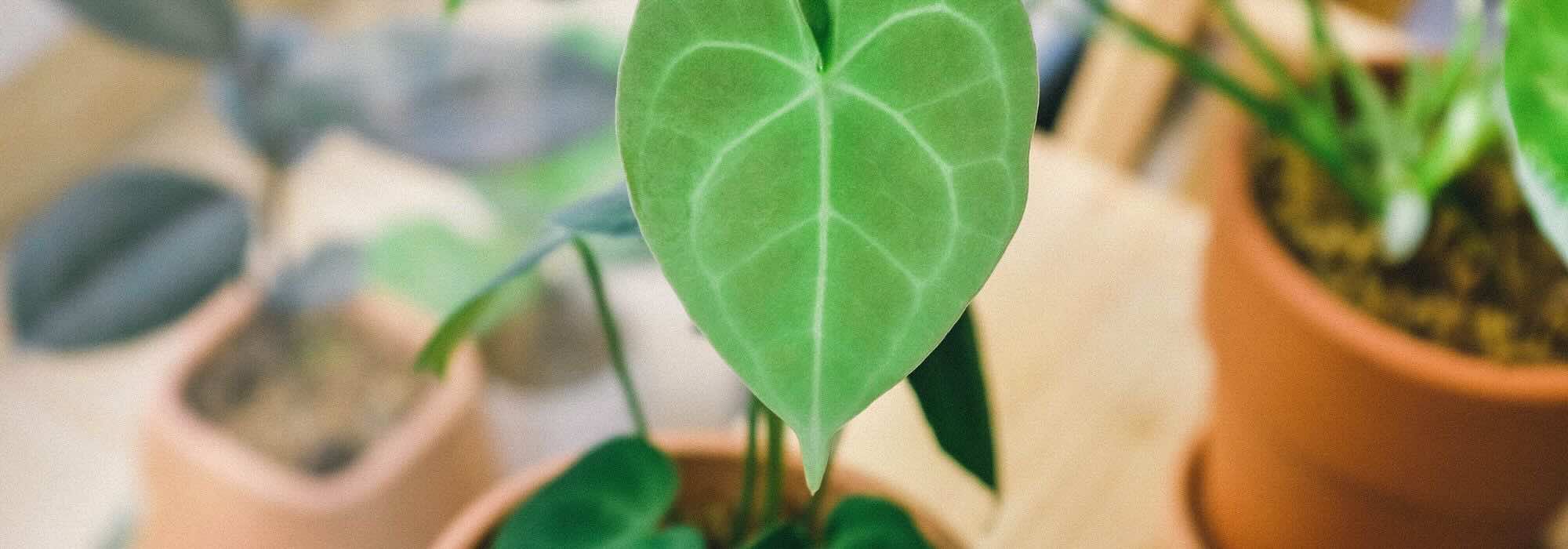 Comment entretenir un Anthurium d'intérieur au fil des saisons