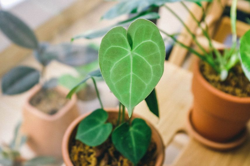 anthurium en pot interieur