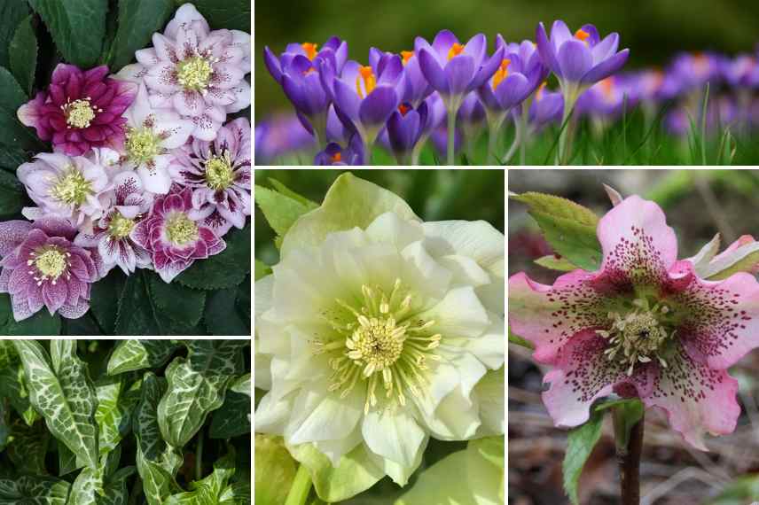 association hellebores tardifs idees