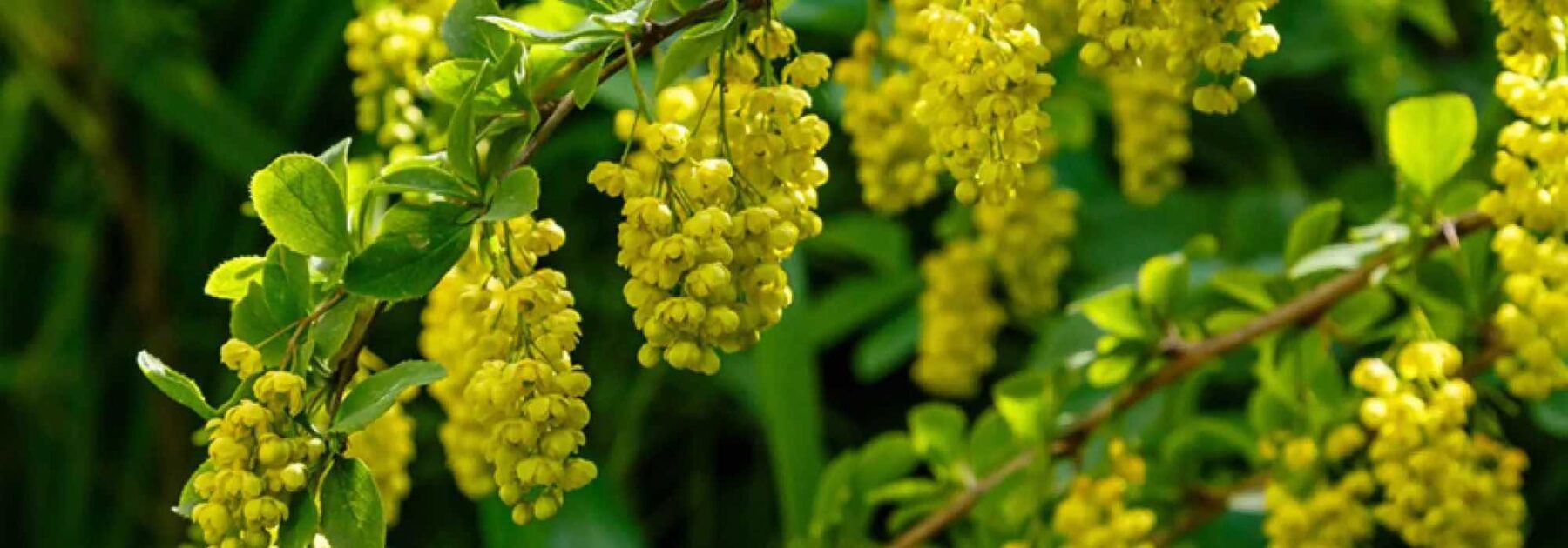 Berbéris à floraison décorative : nos conseils pour choisir et planter cet arbuste coloré