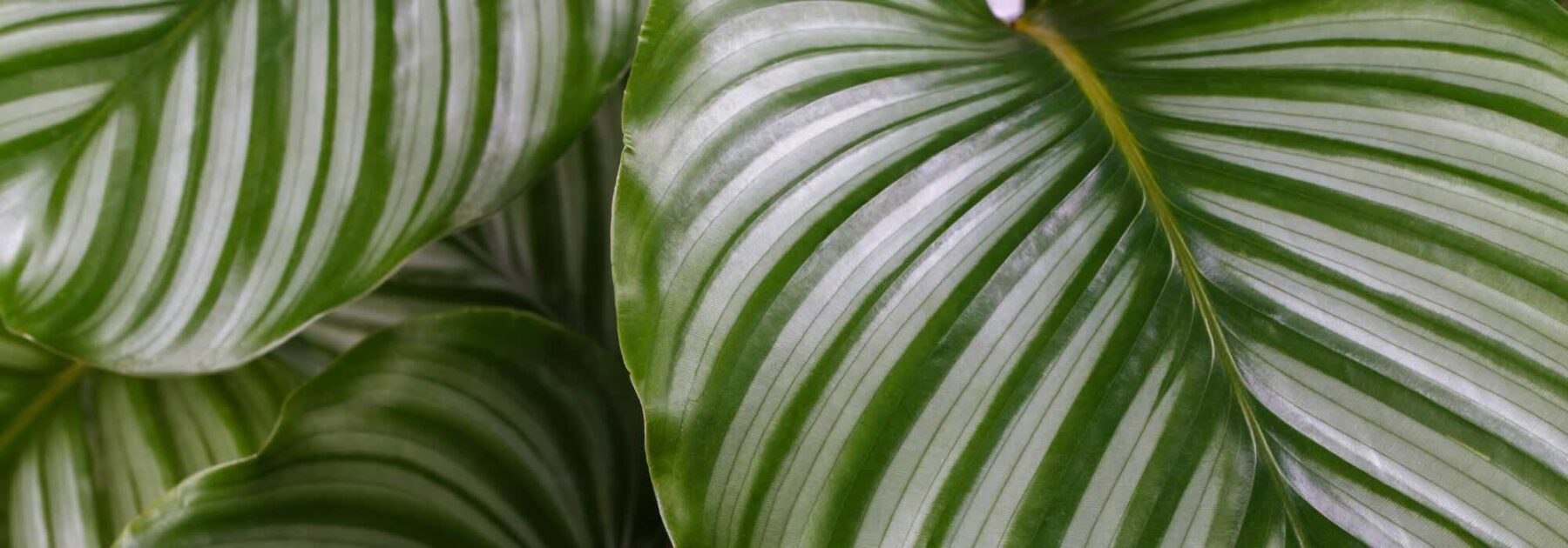 Calathea : tous nos conseils pour un entretien réussi au fil des saisons