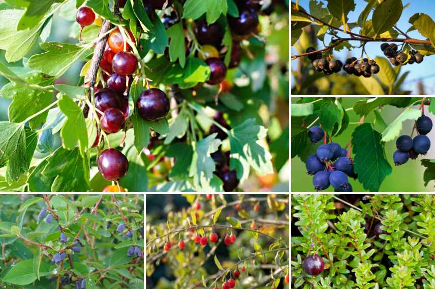 casseilles haie fruitière 