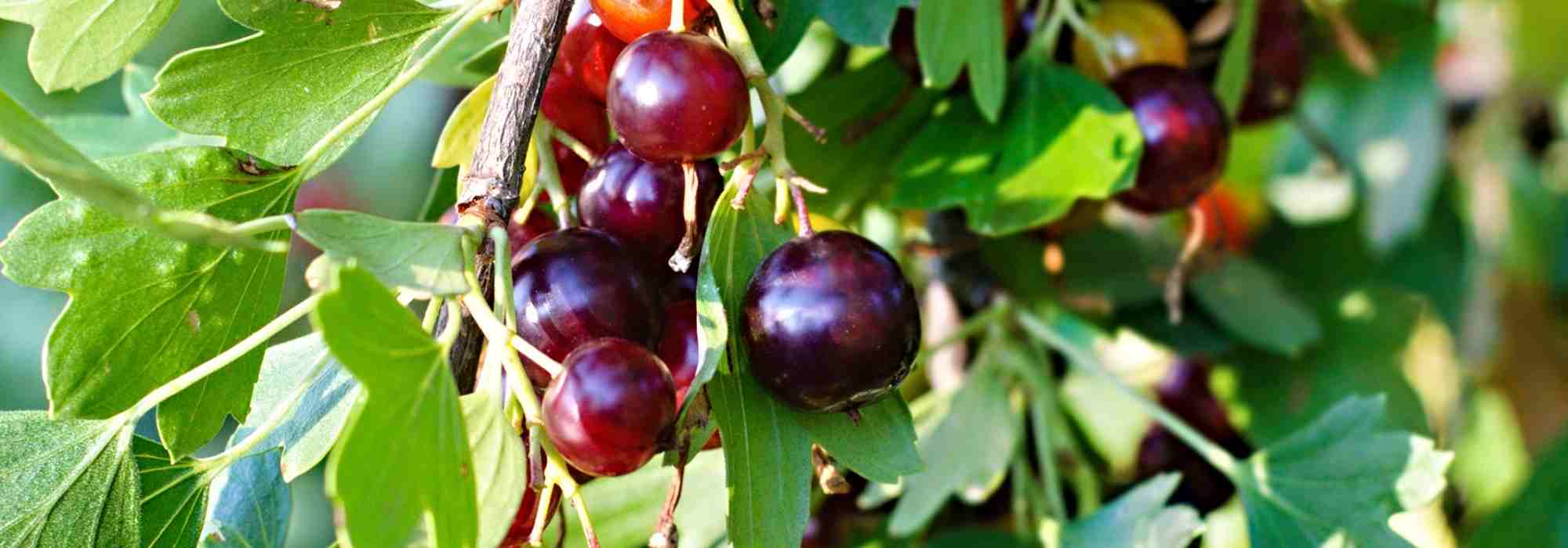 Cultiver les casseilles, des fruits entre cassis et groseilles