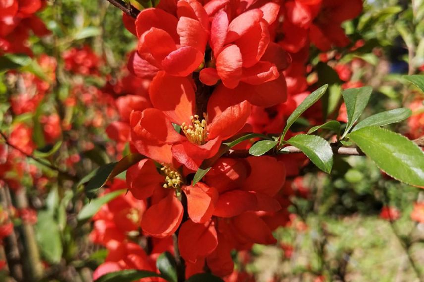 fleurs rouges de Cognassier du Japon à fruits gourmands