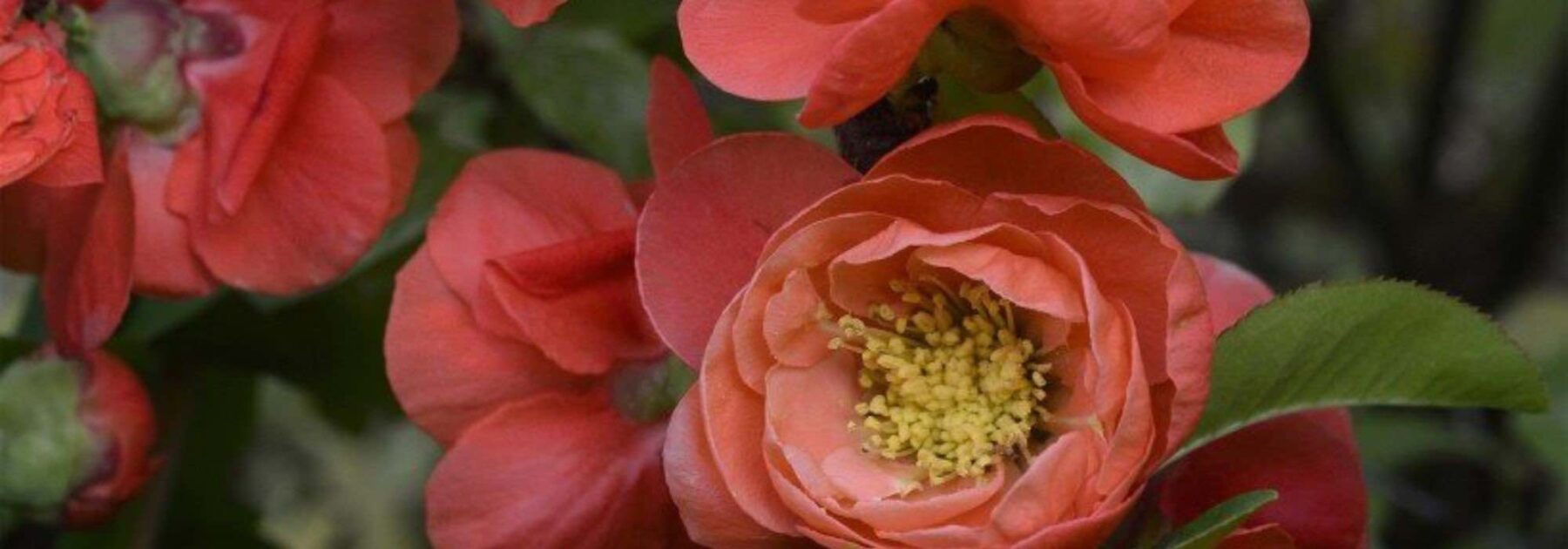 Les cognassiers du Japon à fleurs orange : pour un jardin plein de vie en fin d'hiver