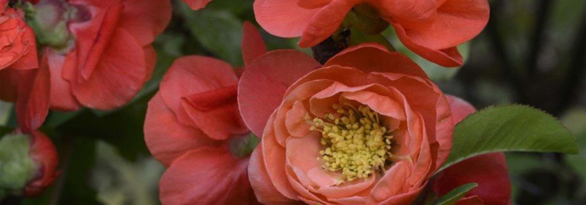 Les cognassiers du Japon à fleurs orange : pour un jardin plein de vie en fin d'hiver