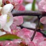 Les Cognassiers du Japon à fleurs roses : le réveil printanier du jardin