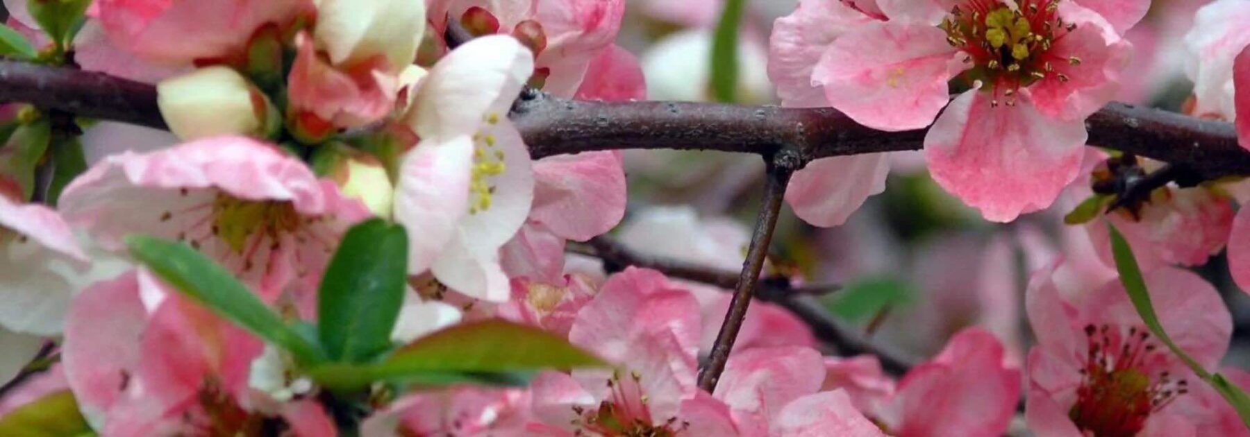 Les Cognassiers du Japon à fleurs roses : le réveil printanier du jardin