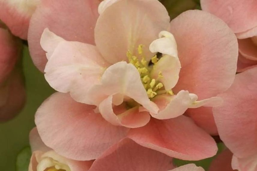 fleurs roses de cognassier du Japon