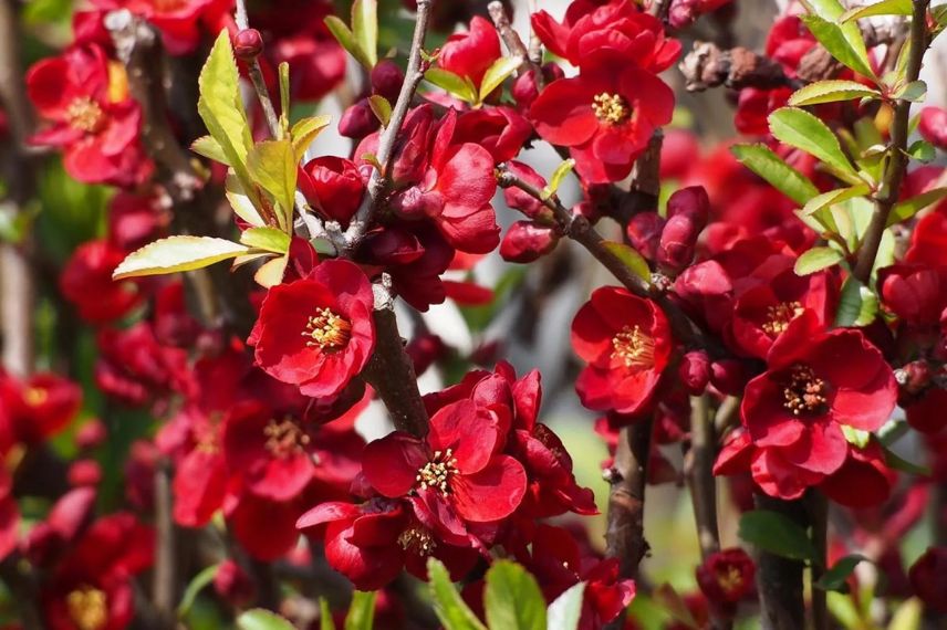 fleurs rouges de cognassier du japon