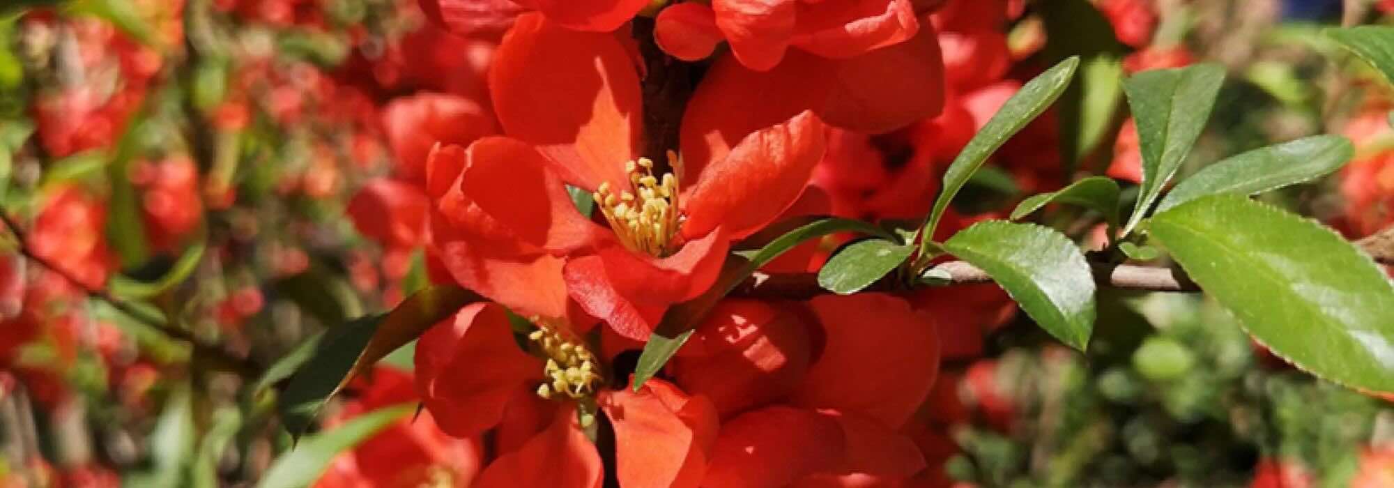 Les cognassiers du Japon à fleurs rouges : un éclat de couleur au cœur de l'hiver