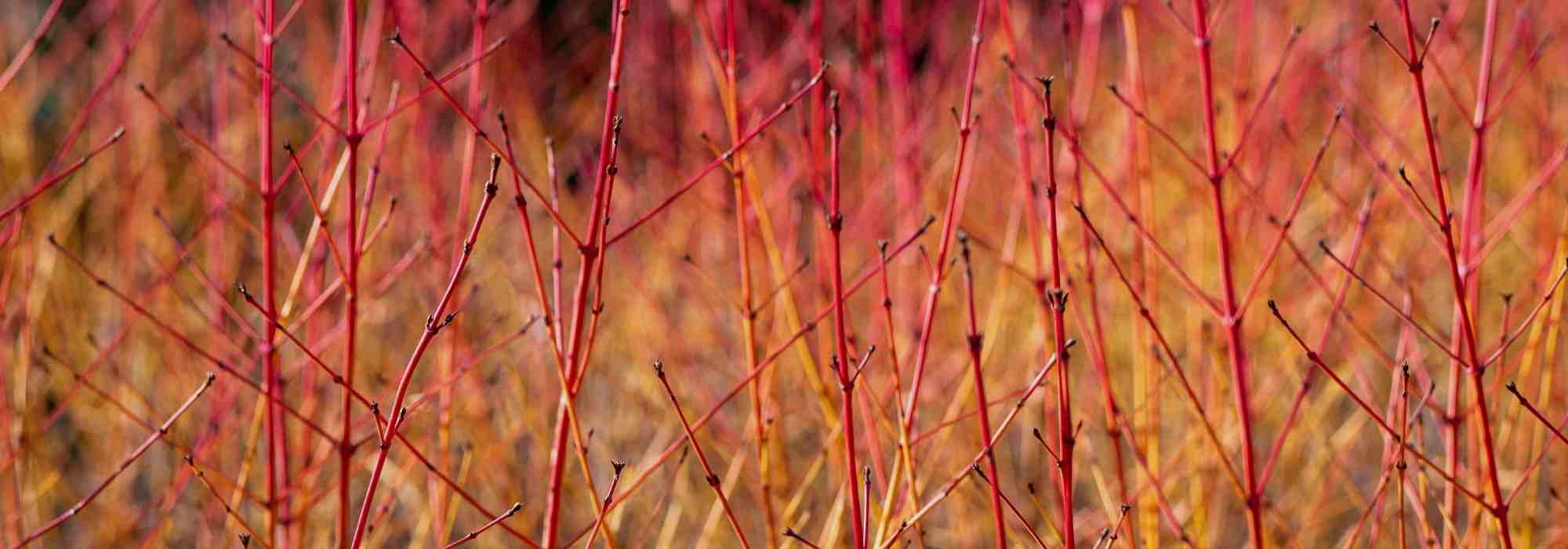 Le bouturage sur bois sec : quand et comment faire ?