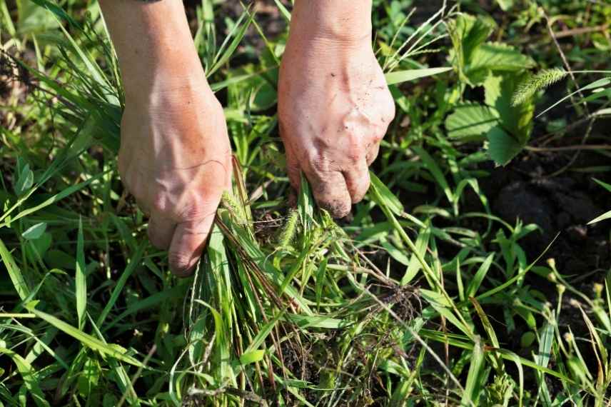 préparation sol début potager