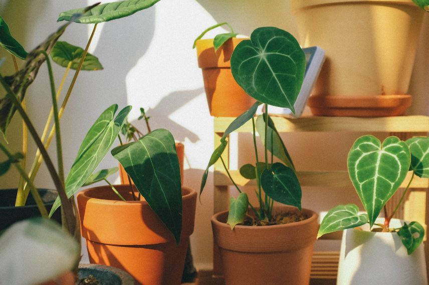 alocasia en appartement