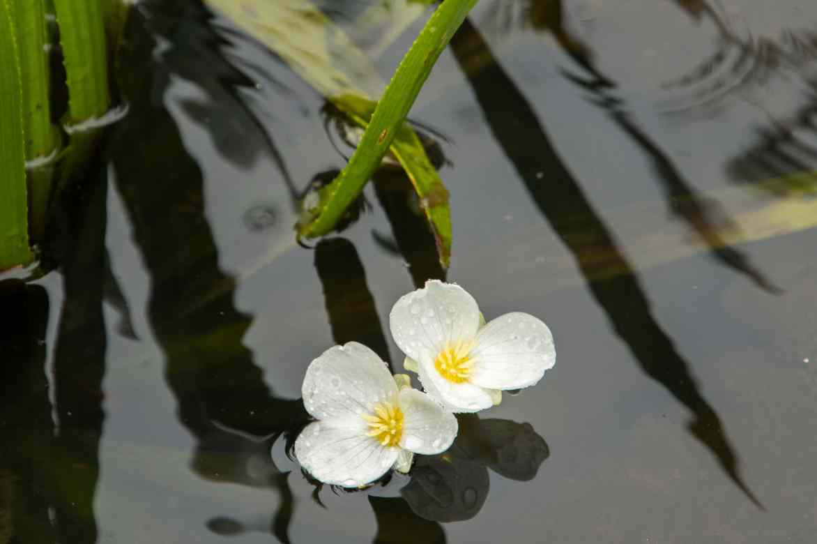 flowering stratiotes aloides