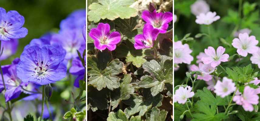 geraniums vivaces pousse rapide pour pot