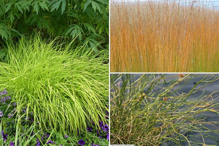 Laîche dorée (Carex elata 'Aurea'), Molinie bleue (Molinia caerulea 'Edith Dudszus') et Jonc diffus (Juncus effusus)