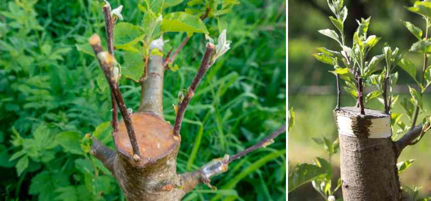 greffage couronne fruitier