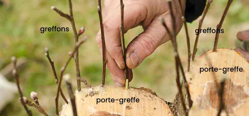 greffage en couronne