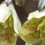 Les grimpantes à fleurs jaunes : elles ensoleillent le jardin !