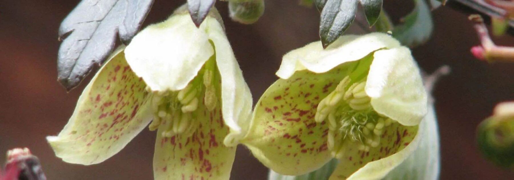 Les grimpantes à fleurs jaunes : elles ensoleillent le jardin !