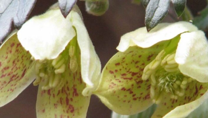 Les grimpantes à fleurs jaunes : elles ensoleillent le jardin !