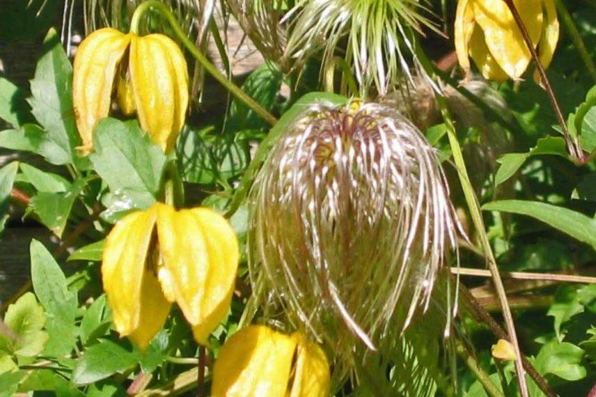 fleurs jaunes Clématite tangutica