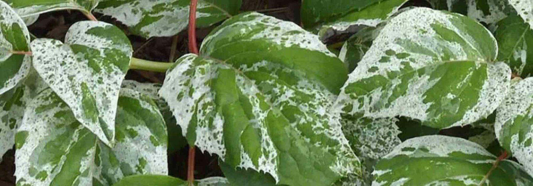 Adoptez les grimpantes à feuillage panaché pour habiller le jardin