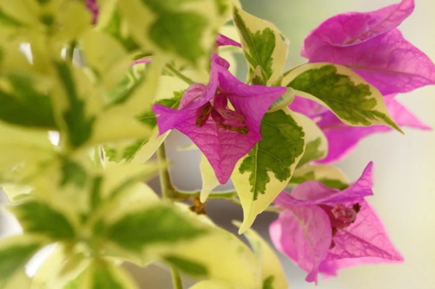 Bougainviliier panaché